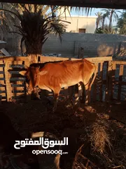  2 عجله عمرها سنتين