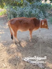  1 للبيع عجل محليه عمانية