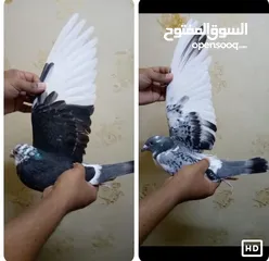  21 زاجل سباق أجواز منتجة وطبات جاهزة أبطال الابطالTob طيور نخبة تصليح وفوز من هواه أبطال المملكة للزاجل