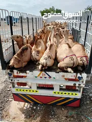 9 Camels barka