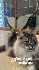  1 maine coon