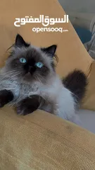  5 بسه هملايا للبيع صحه ممتازه ماشالله