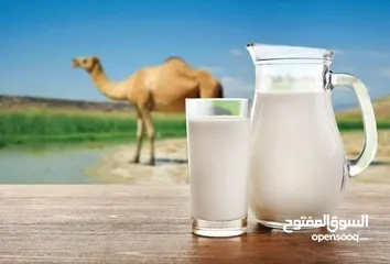  1 حليب نياق يومي طازج تعال احلب بايدك الحليب