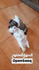  8 1 month old female puppies for sale