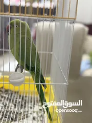  1 ببغاء دره هندي بدايه طوق للبيع حجم وسط