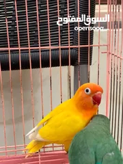  2 African lovebirds for sale pair