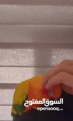  1 ببغاء صنكنيور ذكر اليف