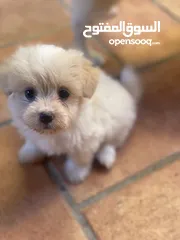  3 Puppies Maltese