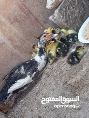  17 طيور للبيع بغرض نقل مكان السكن