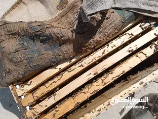  4 نحل هجين ايطالي