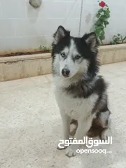  5 جرو هاسكي عمره شهر و اسبوع  بيور