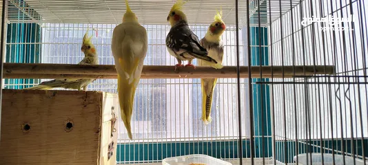  5 Home breed Cockatiels