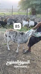  8 للبيع أبقار عمانية وجاعدة وكبش