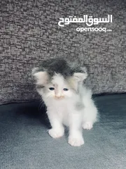  7 قطط هيمالايا