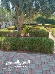  18 فني أشجار النخيل
