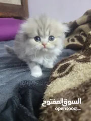  1 قطط باندا و فولد و سكوتش ستريت للبيع بسعر مرتب