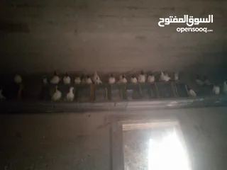  2 حمام نوع ارباش اذا بدك بلدي موجود اذا بدك امبندق موجود