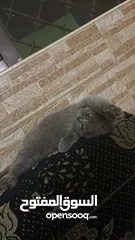  3 قطه سكوتش دبل فولد