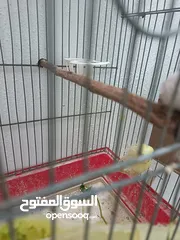  5 جوز هوغو رومو البينو عين حمرا للبيع صحه مع فرخ