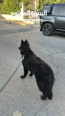  6 انثى رويال بلاك Female German Shepard Royal Black 10 months
