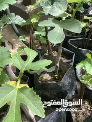  3 شتلات تين وعنب عماني