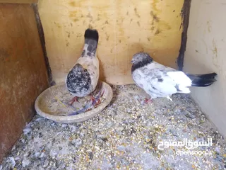  3 حمام للبيع جواز و حبات كش