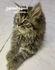  3 Persian tabby male kitten - 3 months