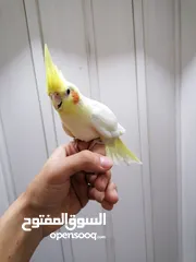  1 كوكتيل اليفات لاتينو عين حمراء