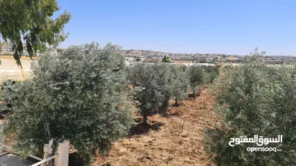  7 ارض مميزه للبيع