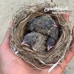  1 فرخ بلبل سوري