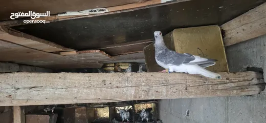  3 حمام للبيع كشمري  وبلدي  وبوز