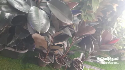  8 Indoor & Outdoor plants