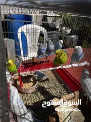  2 طيور حب جاهزة