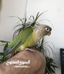  26 فراخ جرين شيك اليفات للزق اليدوي تركواز اناناس يلو سايد اقرأ التفاصيل