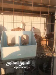  18 حمام مشكل زوجل مكتيف بلجكه جوز حمام انواع