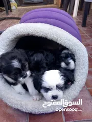  11 لمحبين الكلاب الصغير  للبيع اي استفسار يرجع المرسلة على خاص
