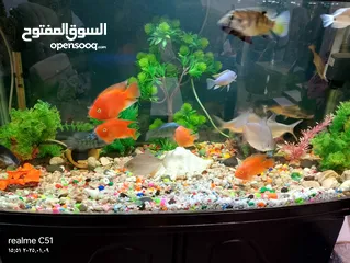  2 حوض سمك للبيع مع كامل غراضو تواجد عمان الجاردنز