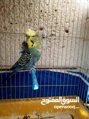  6 جوزين جنة جامبو وذكر هوجو