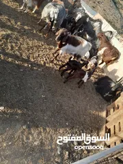  2 عنزه سن حبات صلاه النبي وراها توم جديان