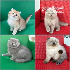  1 مجموعة قطط سكوتش فولد وستريت كل اشي الو سعر