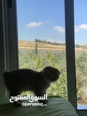  12 قطة سكوتش فولد مكس جولدن تابي جميلة جدا و لعوبة العمر ثلث اشهر متعودة على اليتر بوكس