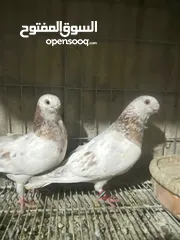  4 جوز ذبابنا صفر الصلاه عالنبي شغلات مكفولات للبيع