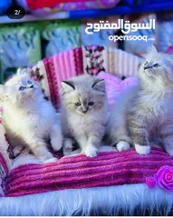  6 السلام وعليكم قطط هملاية ام مع بناتها 4 وهي ال5 العمر الزغار 3 اشهر الوحدة الزغيرة سعرهة 75