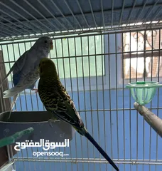  3 جوزين طيور حب شغالين للبيع