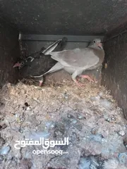  5 زغاليل حمام حجم كبير