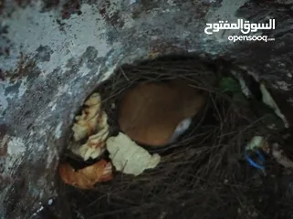  6 هامستر هندي