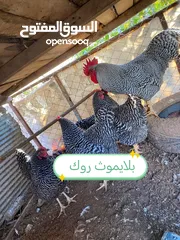  1 بيض وصوص من الانواع الي في الصور
