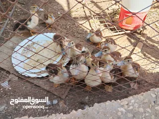  2 صيصان بط للبيع
