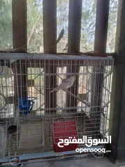  4 طيران كنار جزري وابيض واقفاص