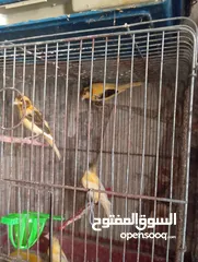  9 فراخ كنار وجواز كوكتيل للبيع